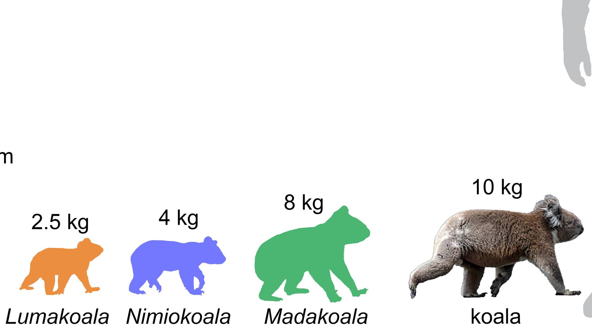 Größen-Schätzungen für Koalaarten, darunter der Lumakoala. Forscher haben im australischen Outback die Überreste dieser bisher unbekannten prähistorischen Koala-Art entdeckt, die vor 25 Millionen Jahren die Erde bevölkerte.