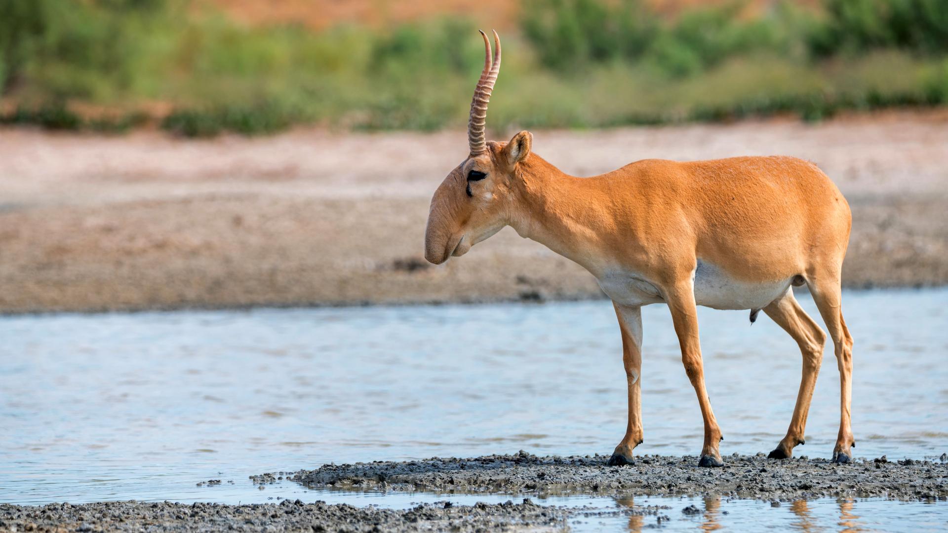 Eine Saiga-Antilope, ein Tier mit Hörnern, einer rüsselartigen Nase und hellbraunem Fell, steht an einer Wasserstelle.