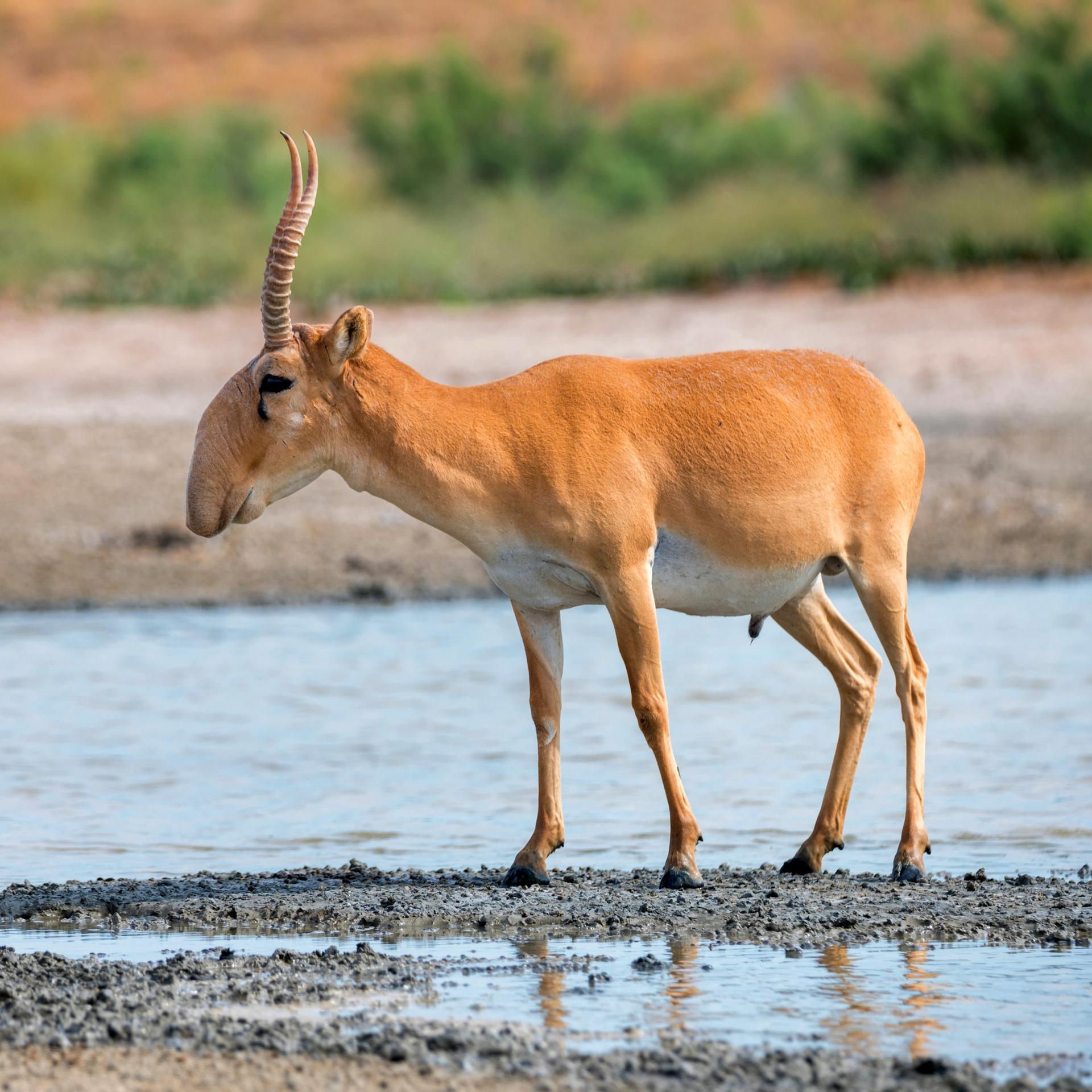 Eine Saiga-Antilope, ein Tier mit Hörnern, einer rüsselartigen Nase und hellbraunem Fell, steht an einer Wasserstelle.