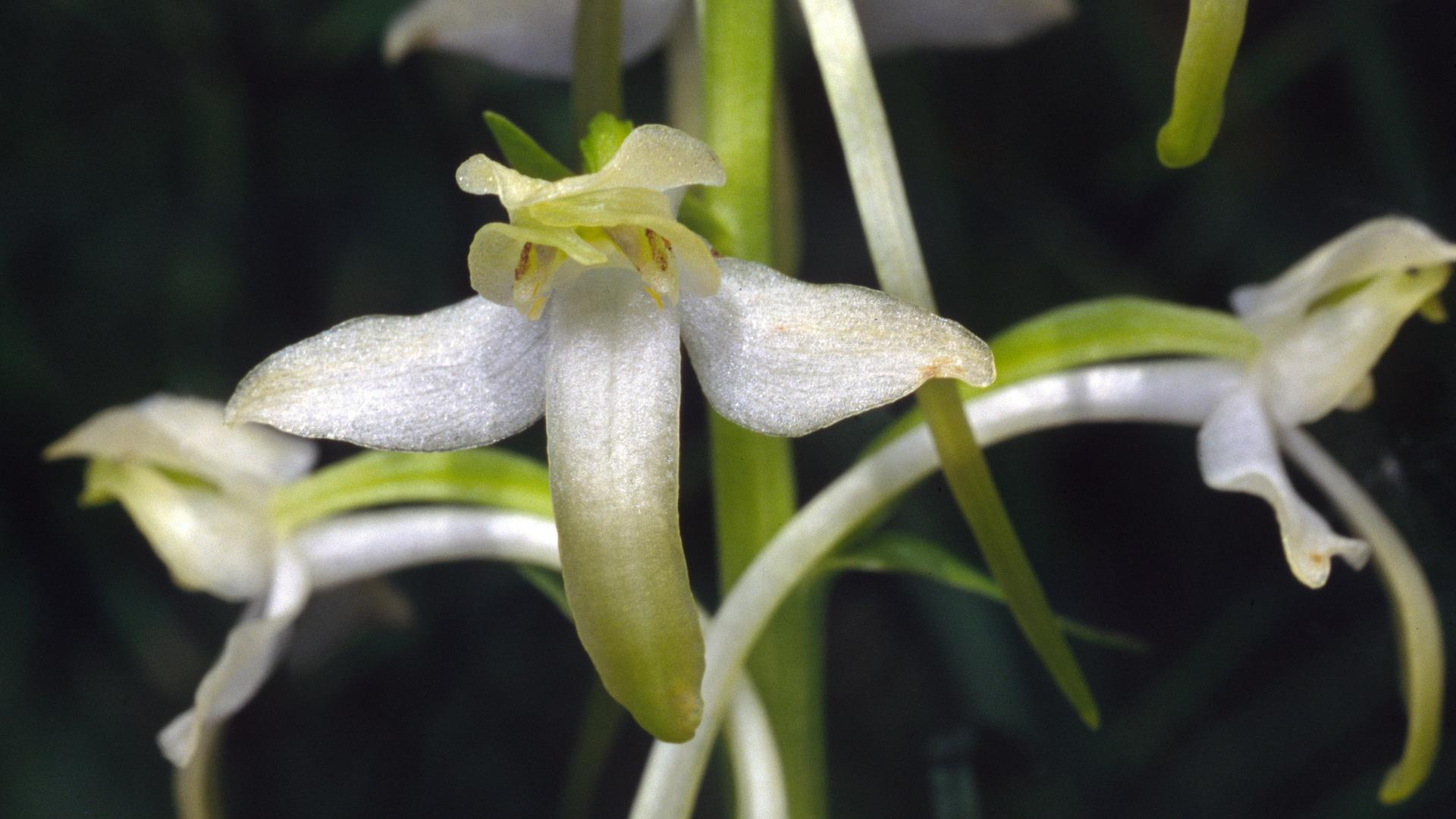 Die Grünliche Waldhyazinthe, Plathanthera chlorantha