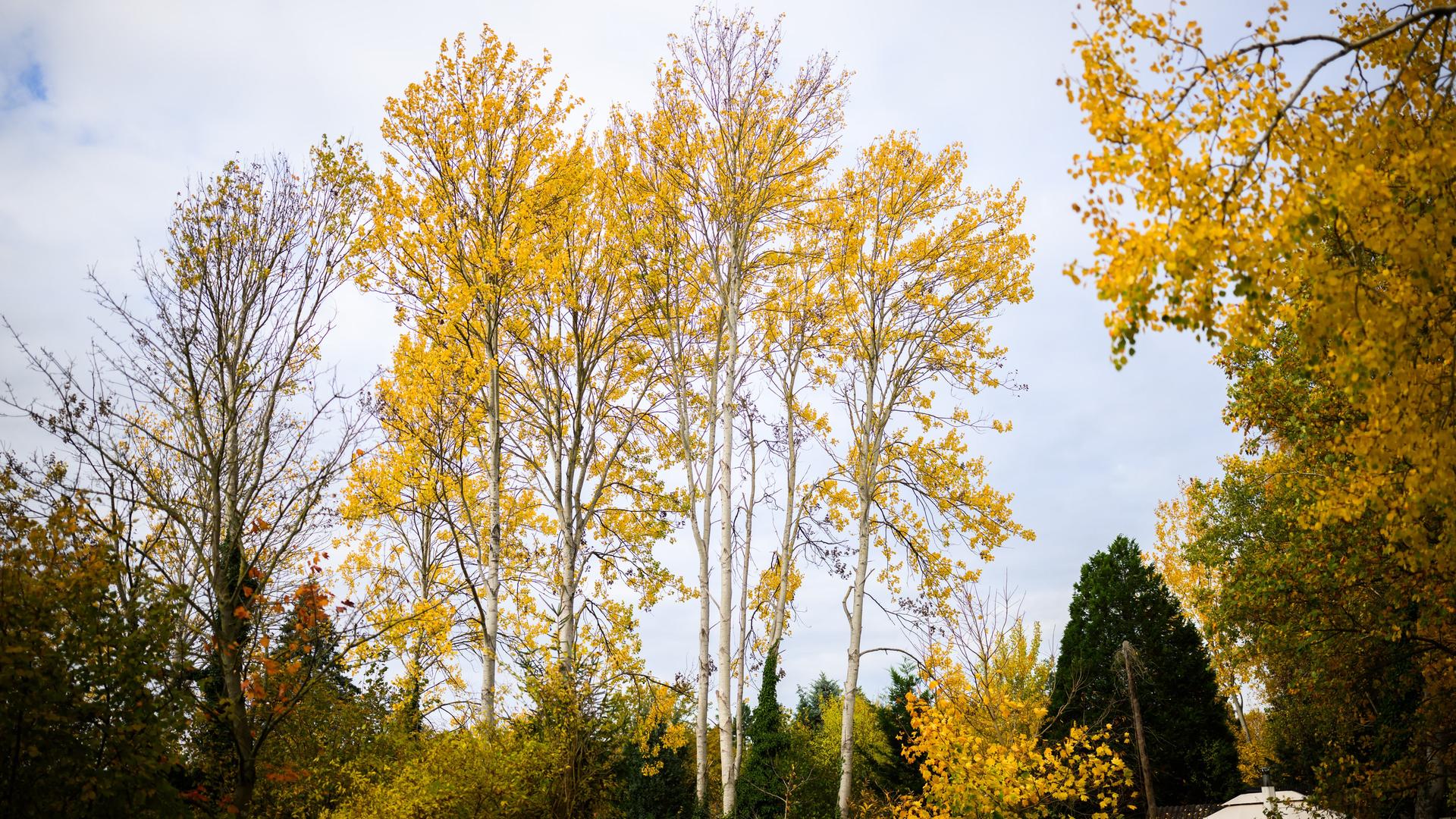 Zitterpappeln (Populus tremula) - auch Espe oder Aspe genannt - stehen an einem Parkplatz.