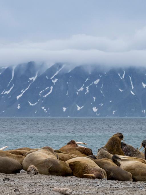 Walrösser liegen faul am Strand, im Hintergrund das Meer und in der Ferne ein Berg.