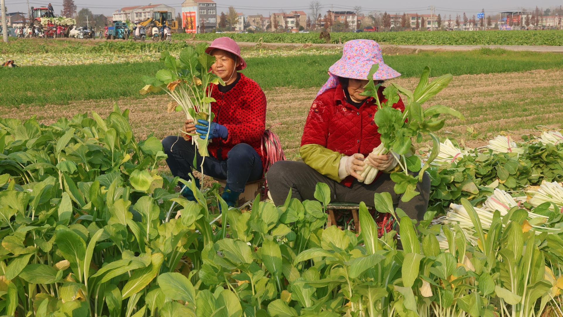 Zwei Frauen arbeiten auf einem Feld in China. Sie tragen Hüte. 