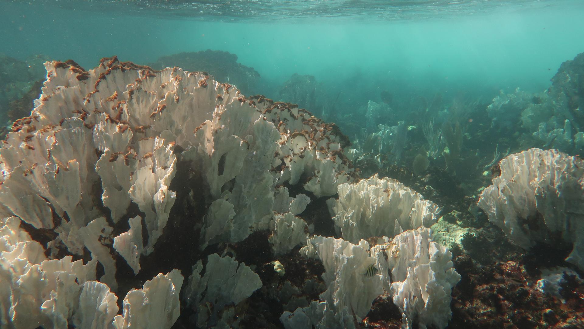 Korallenbleiche in der Karibik