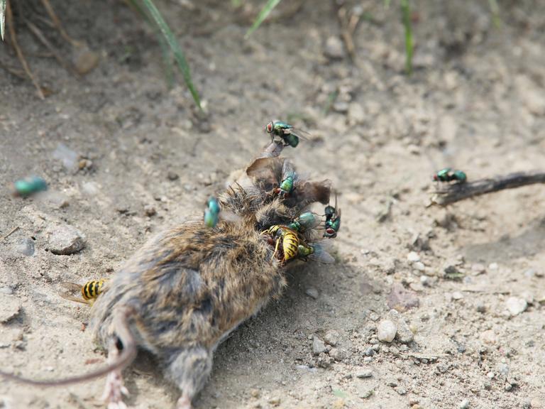 Tierkadaver gehören in die Natur: tote Ratte im Umland von Berlin