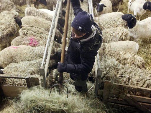 Ein Jugendlicher arbeitet mit einer Mistgabel im Heu eines Schafstalles Ein Jugendlicher arbeitet mit einer Mistgabel im Heu eines Schafstalles