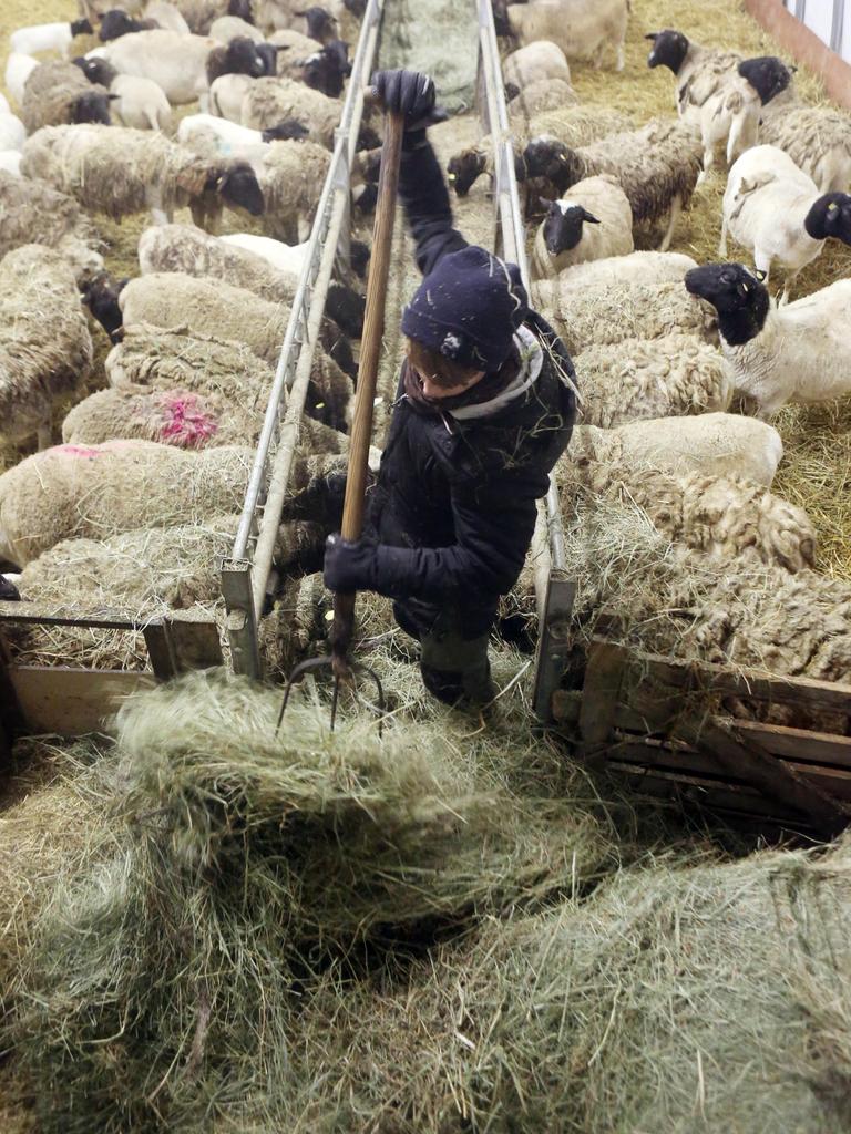 Ein Jugendlicher arbeitet mit einer Mistgabel im Heu eines Schafstalles Ein Jugendlicher arbeitet mit einer Mistgabel im Heu eines Schafstalles