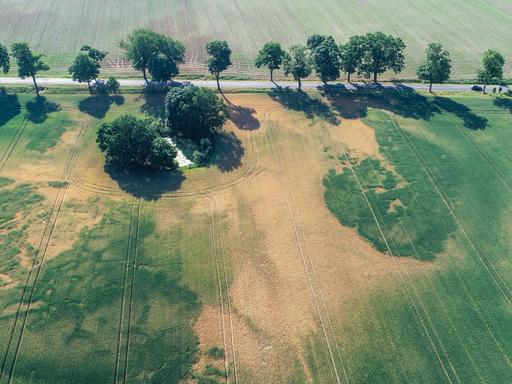 In den vergangenen Jahren gab es häufiger Dürren in Deutschland, hier ein Weizenfeld 2018 im brandenburgischen Treplin