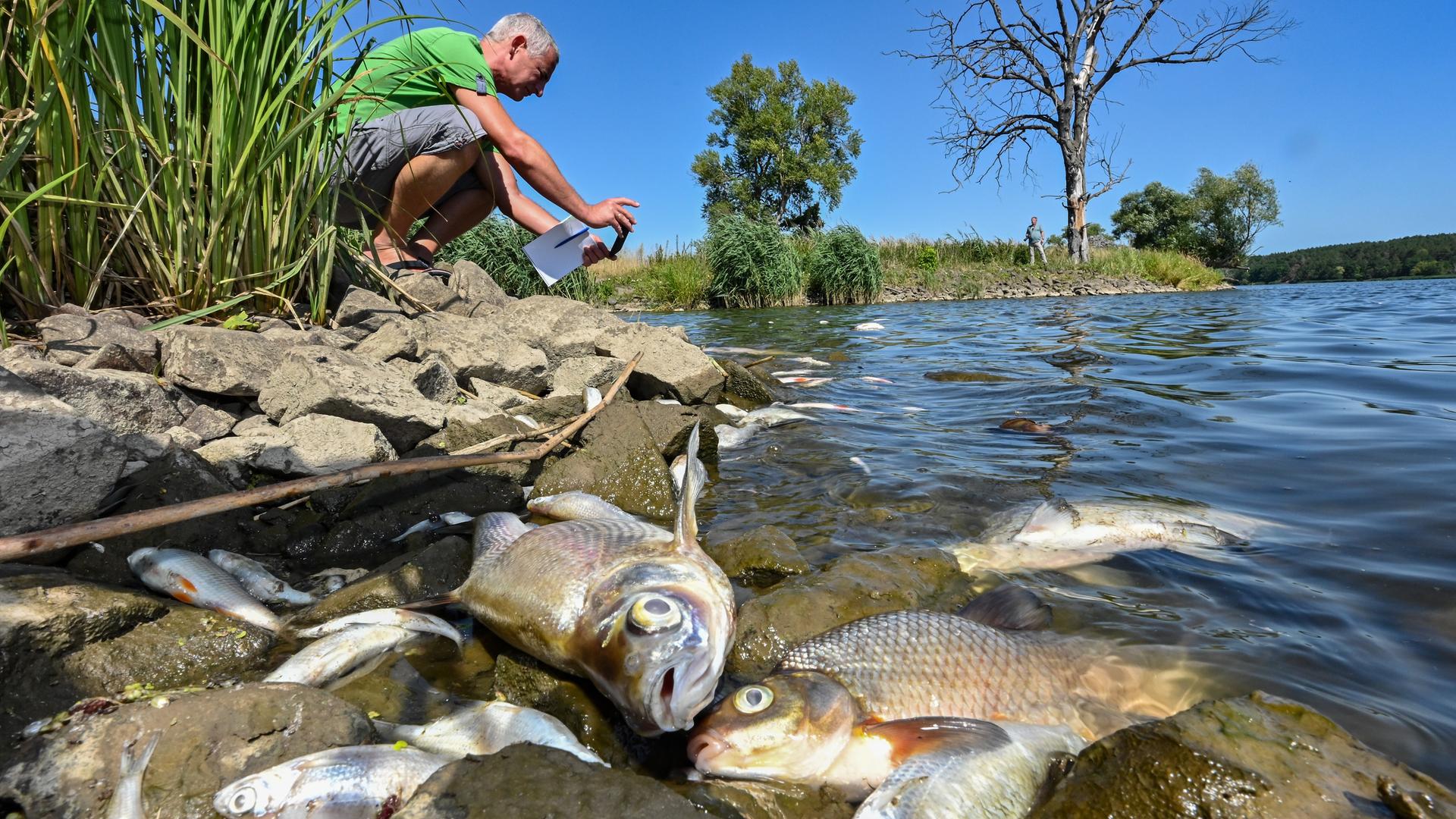 Brandenburgs Umweltminister Vogel begutachtet das Wasser der Oder, im Vordergrund tote Fische. Brandenburgs Umweltminister Vogel begutachtet das Wasser der Oder, im Vordergrund tote Fische.