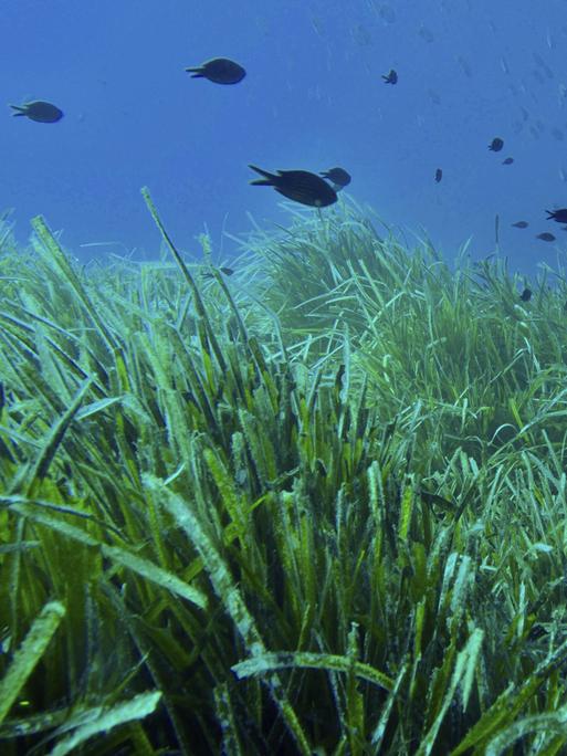 Dichte Seegraswiese von Neptunsgras unter Wasser mit kleinen Fischen Dichte Seegraswiese von Neptunsgras unter Wasser mit kleinen Fischen