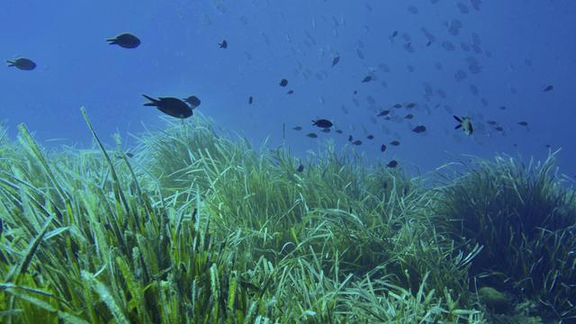 Dichte Seegraswiese von Neptunsgras unter Wasser mit kleinen Fischen