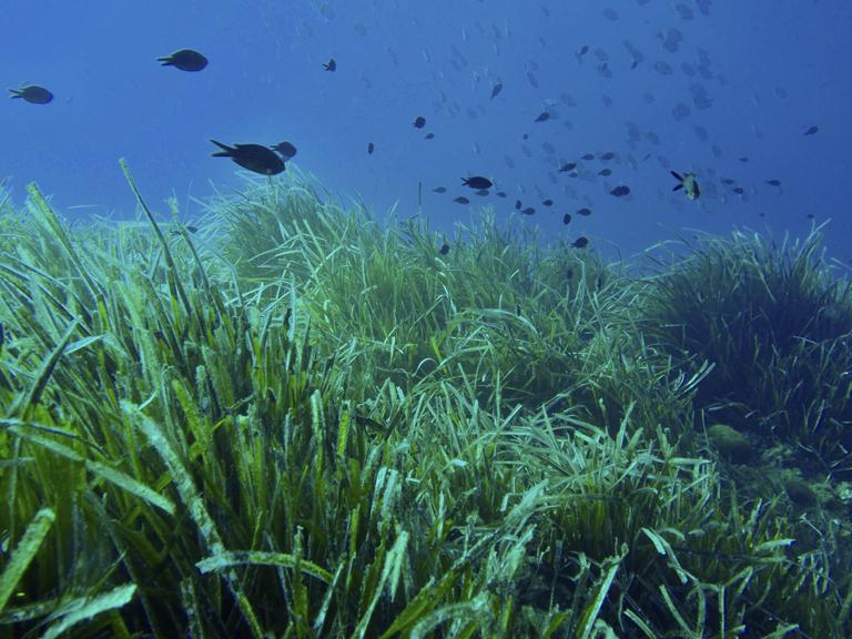 Dichte Seegraswiese von Neptunsgras unter Wasser mit kleinen Fischen Dichte Seegraswiese von Neptunsgras unter Wasser mit kleinen Fischen