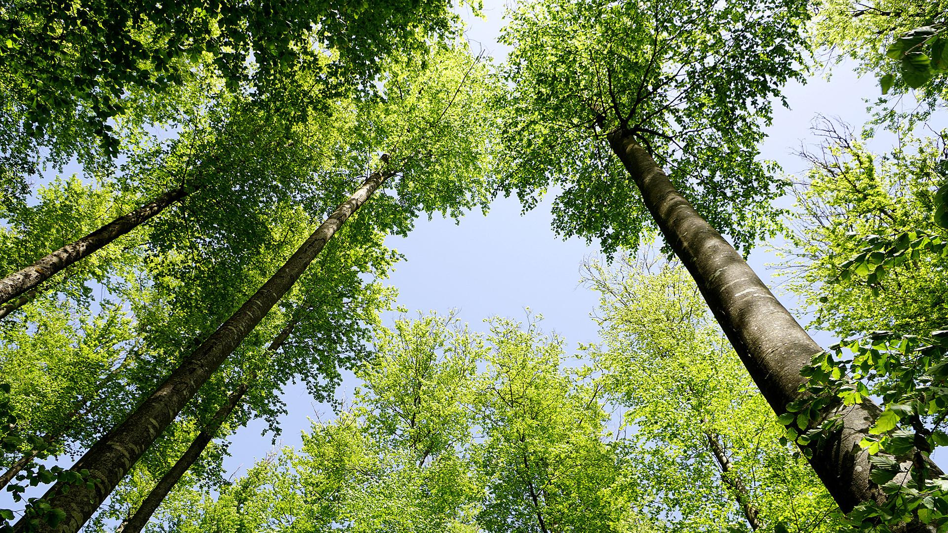 Laubbäume ragen in den Himmel.