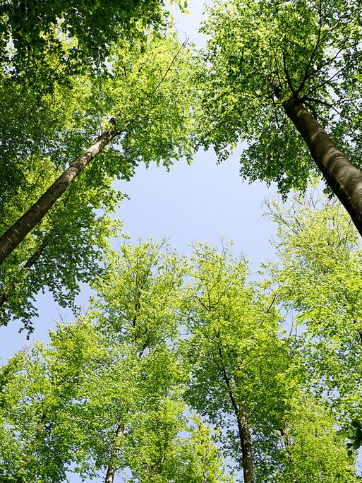 Laubbäume ragen in den Himmel.