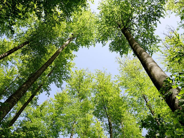 Laubbäume ragen in den Himmel.