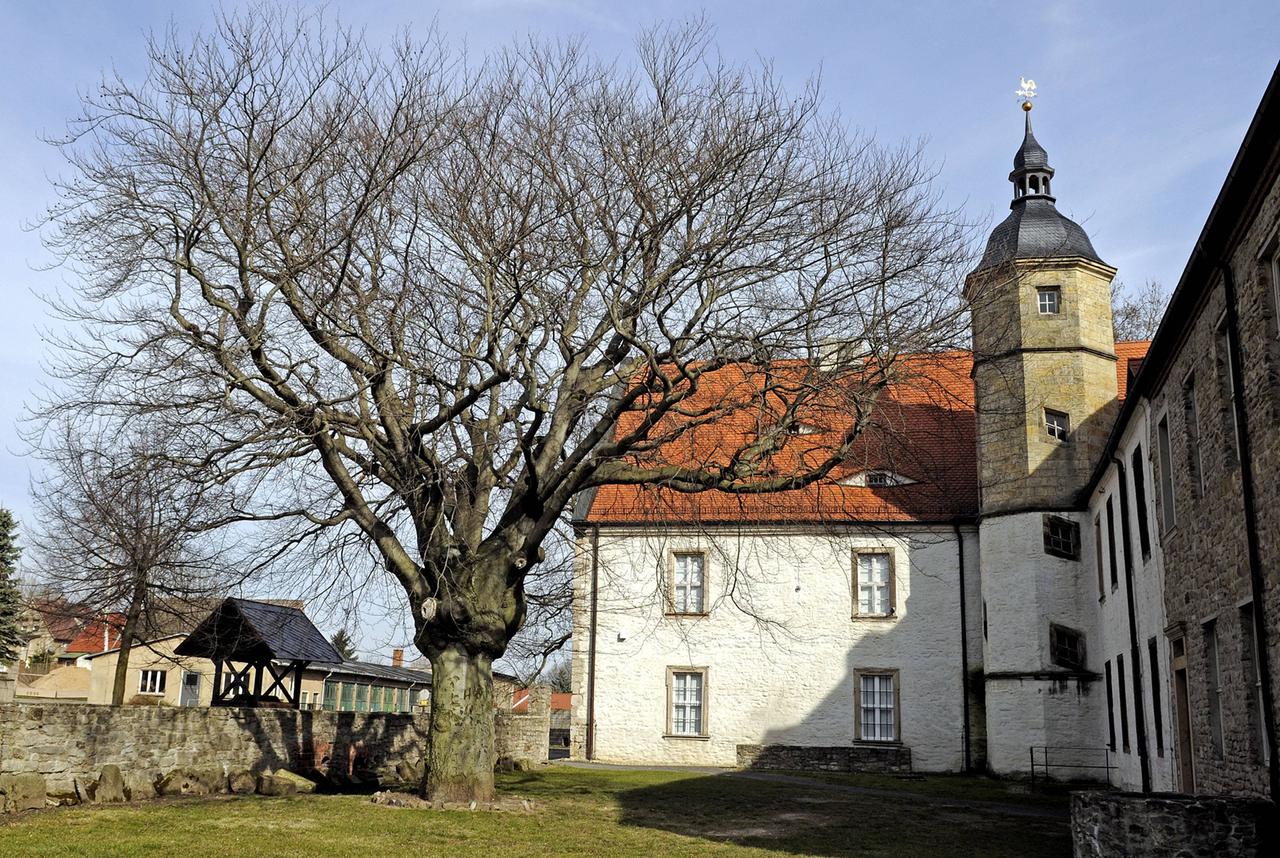Baum vor dem Schloss Oberwiederstedt, der Geburtsstätte von Novalis.