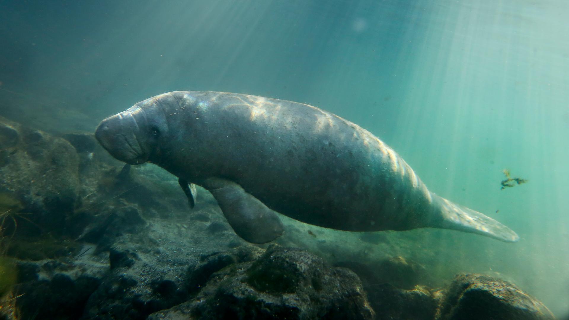 Eine Seekuh vor der Küste Floridas unter Wasser Eine Seekuh vor der Küste Floridas unter Wasser