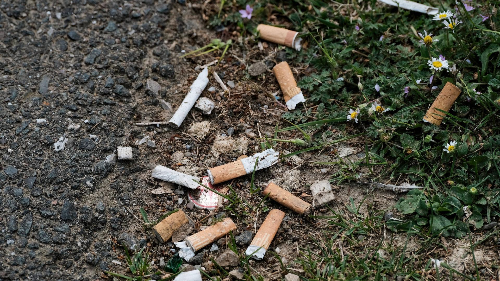 Mehrere Zigarettenstummel liegen auf der Erde zwischen Grasbüschel verteilt.