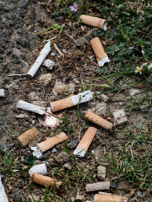 Mehrere Zigarettenstummel liegen auf der Erde zwischen Grasbüschel verteilt. Mehrere Zigarettenstummel liegen auf der Erde zwischen Grasbüschel verteilt.