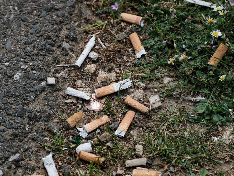Mehrere Zigarettenstummel liegen auf der Erde zwischen Grasbüschel verteilt. Mehrere Zigarettenstummel liegen auf der Erde zwischen Grasbüschel verteilt.
