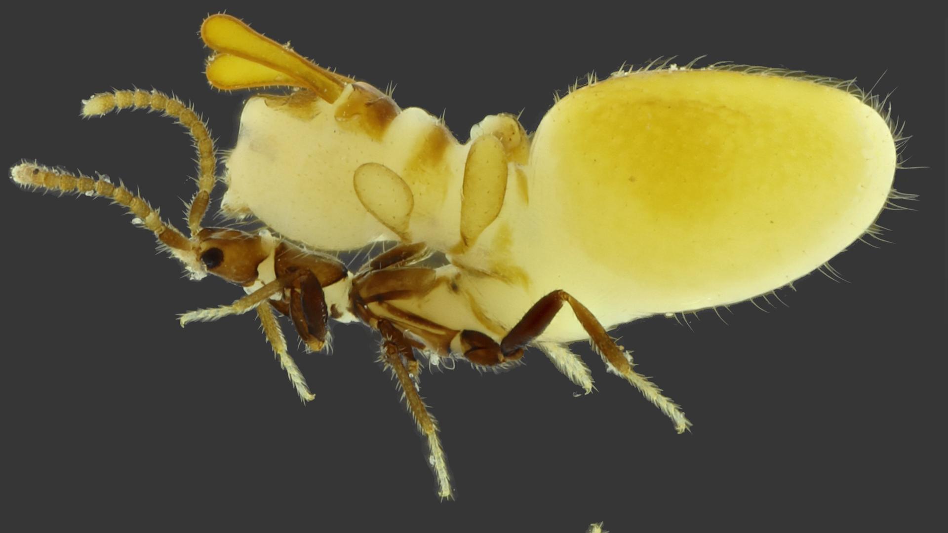 Dieser Käfer trägt eine gelbe Termiten-Attrappe auf dem Rücken.