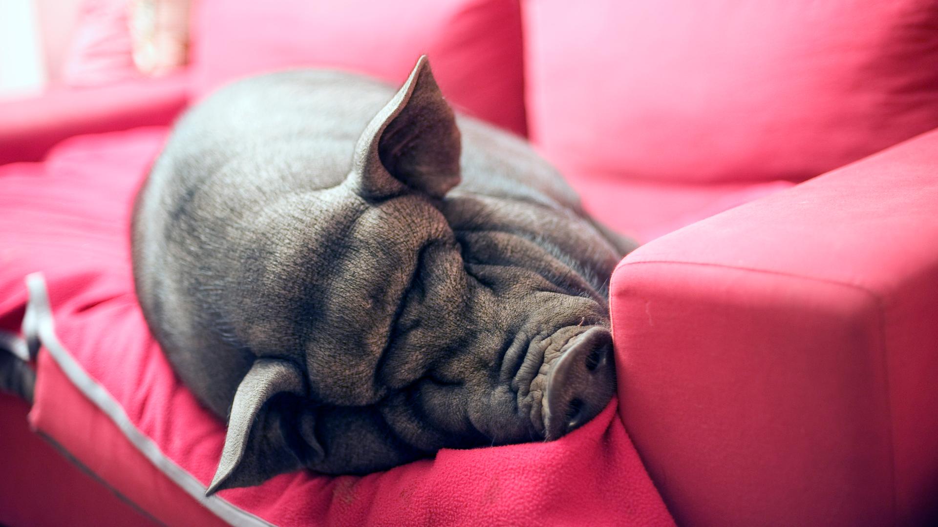 Ein schwarzes Schwein liegt schlafend auf einem pinken Sofa.