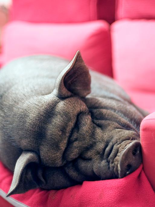 Ein schwarzes Schwein liegt schlafend auf einem pinken Sofa.