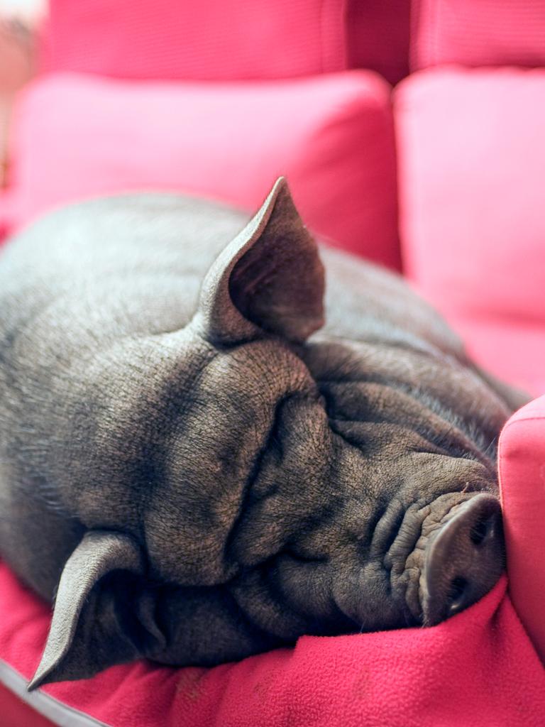Ein schwarzes Schwein liegt schlafend auf einem pinken Sofa.
