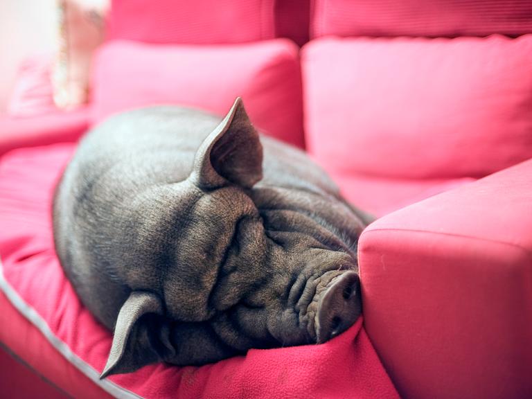 Ein schwarzes Schwein liegt schlafend auf einem pinken Sofa.