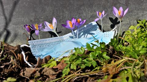 Eine weggeworfenen Mund- Nasenschutz- Maske liegt auf dem Boden neben Krokusblüten. 