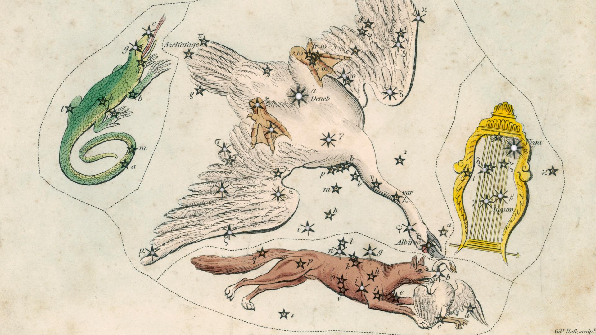 Eine historische Sternkarte illustriert die Sternbilder Fuchs, Eidechse, Schwan und Leier in typischen Darstellungen ihrer Zeit.