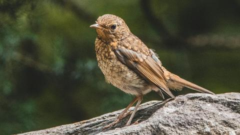 Ein brauner Vogel, die Nachtigall, sitzt auf einem Stein vor vielen Bäumen.