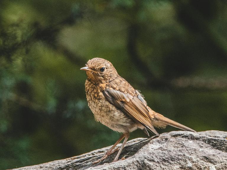 Ein brauner Vogel, die Nachtigall, sitzt auf einem Stein vor vielen Bäumen.