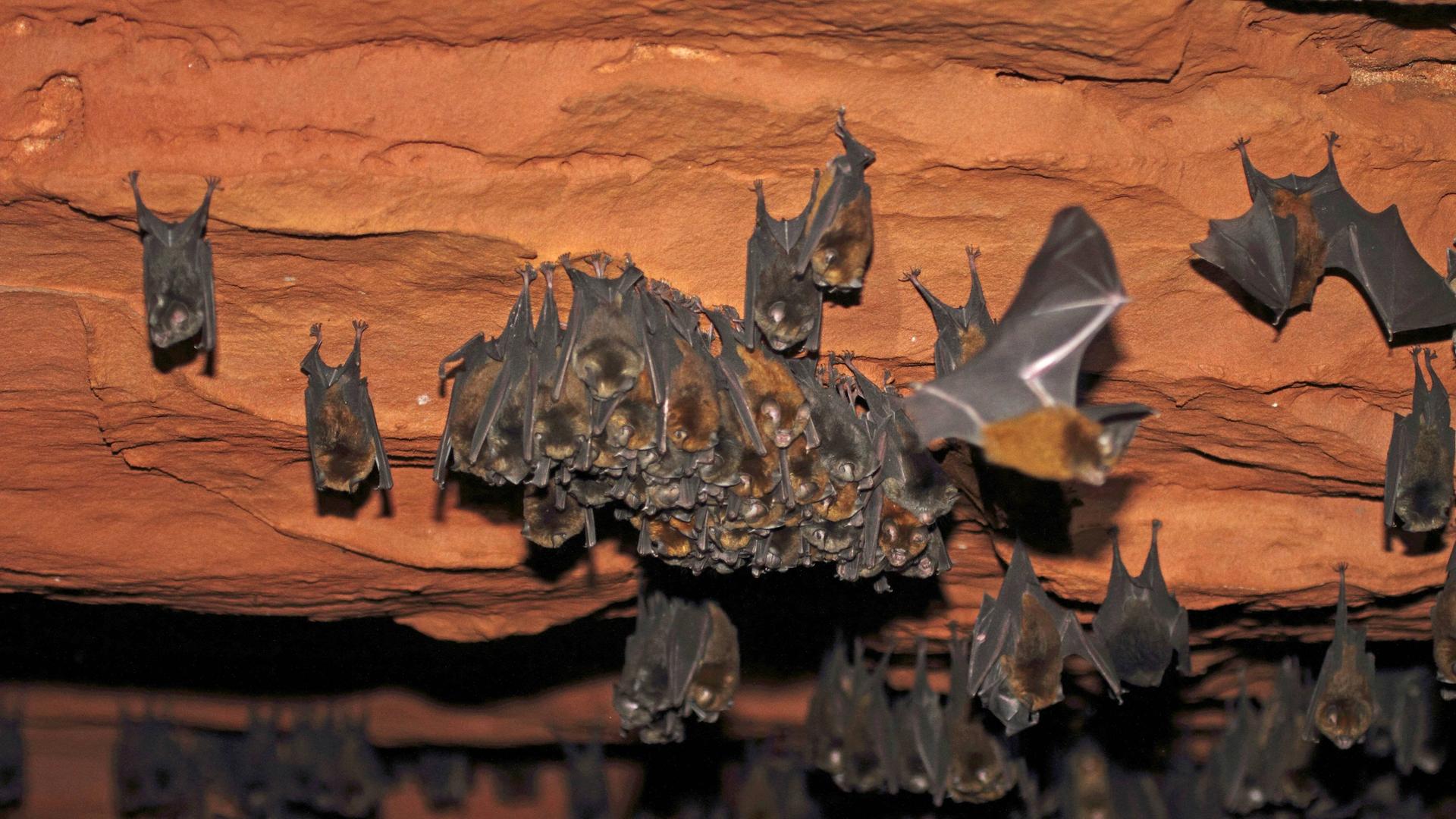 Fledermäuse der Art Gewöhnliche Rundblattnase (Hipposideros ruber) hängen kopfüber in einer Höhle im Dzanga-Sangha-Schutzgebiet im Süden der Zentralafrikanische Republik. Fledermäuse der Art Gewöhnliche Rundblattnase (Hipposideros ruber) hängen kopfüber in einer Höhle im Dzanga-Sangha-Schutzgebiet im Süden der Zentralafrikanische Republik.