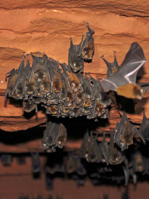 Fledermäuse der Art Gewöhnliche Rundblattnase (Hipposideros ruber) hängen kopfüber in einer Höhle im Dzanga-Sangha-Schutzgebiet im Süden der Zentralafrikanische Republik.