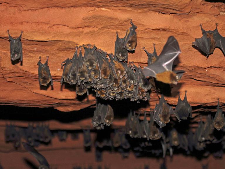 Fledermäuse der Art Gewöhnliche Rundblattnase (Hipposideros ruber) hängen kopfüber in einer Höhle im Dzanga-Sangha-Schutzgebiet im Süden der Zentralafrikanische Republik.