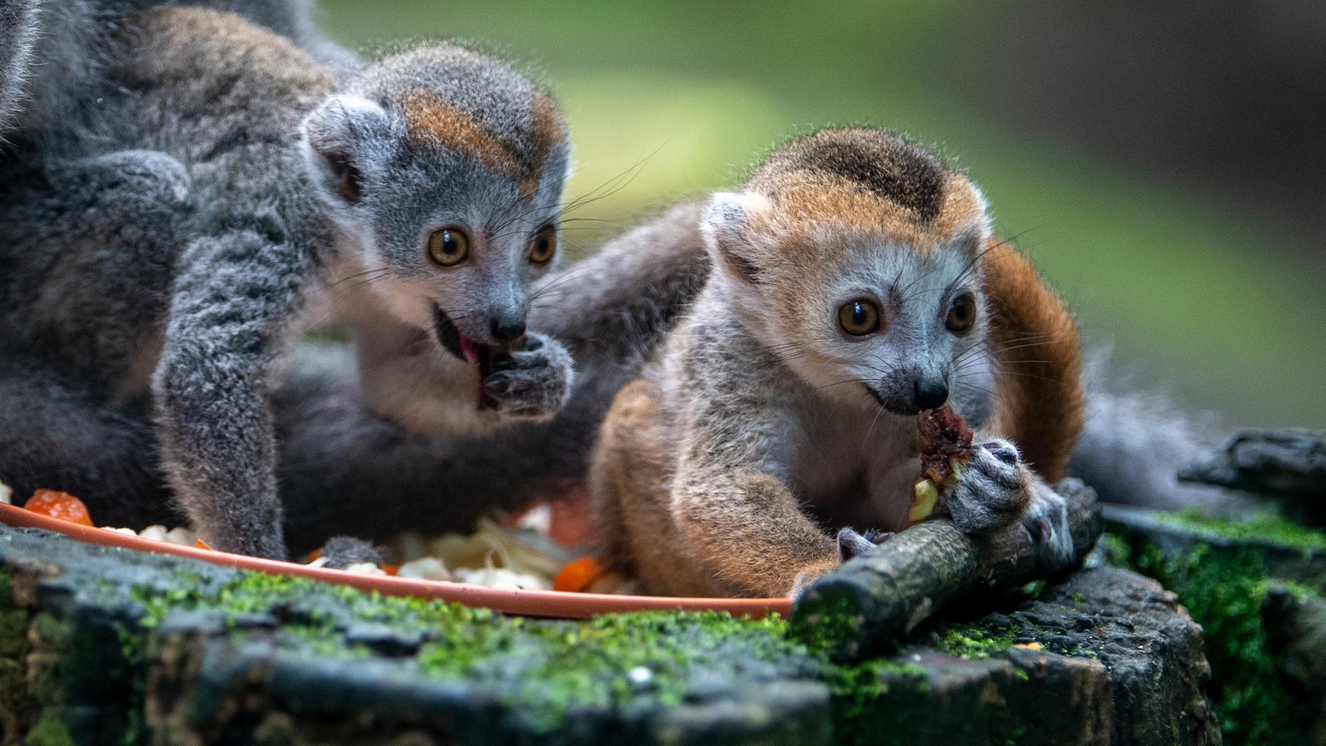 Kronenmaki-Zwillinge, wie es sie auf Madagaskar gibt, fressen im Gondwanaland im Zoo Leipzig Kronenmaki-Zwillinge, wie es sie auf Madagaskar gibt, fressen im Gondwanaland im Zoo Leipzig
