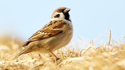 Ein Spatz im Stroh vor einem hellblauen Himmel.