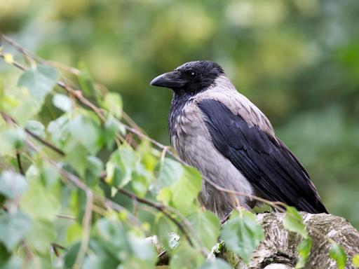 Eine Krähe sitzt auf einem Ast.