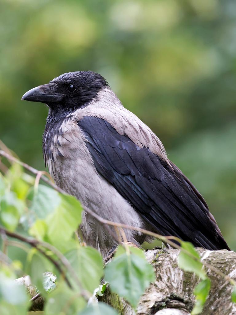 Eine Krähe sitzt auf einem Ast.