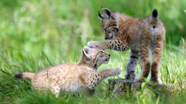 Zwei spielende junge Luchse 