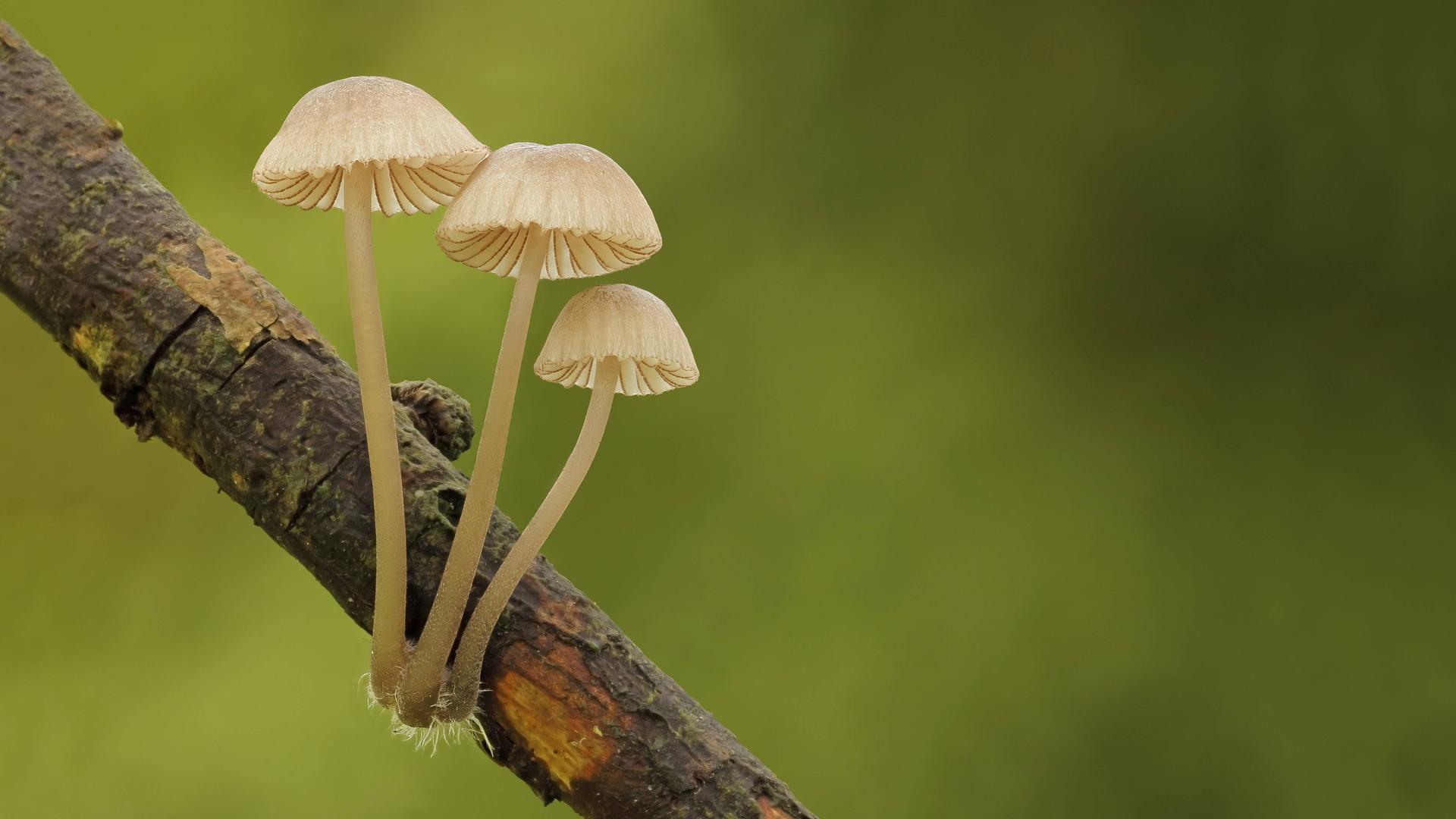 Eine Gruppe des Pilzes 'Rotschneidiger Helmling' (Mycena rubromarginata) wächst am Ast eines Baumes. Eine Gruppe des Pilzes 'Rotschneidiger Helmling' (Mycena rubromarginata) wächst am Ast eines Baumes.