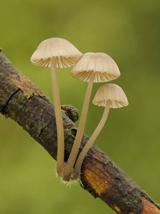 Eine Gruppe des Pilzes 'Rotschneidiger Helmling' (Mycena rubromarginata) wächst am Ast eines Baumes.