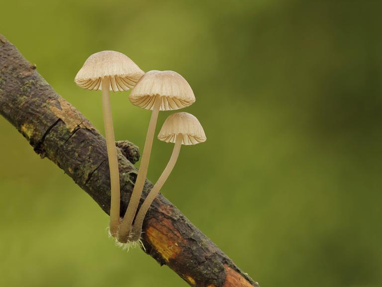 Eine Gruppe des Pilzes 'Rotschneidiger Helmling' (Mycena rubromarginata) wächst am Ast eines Baumes.