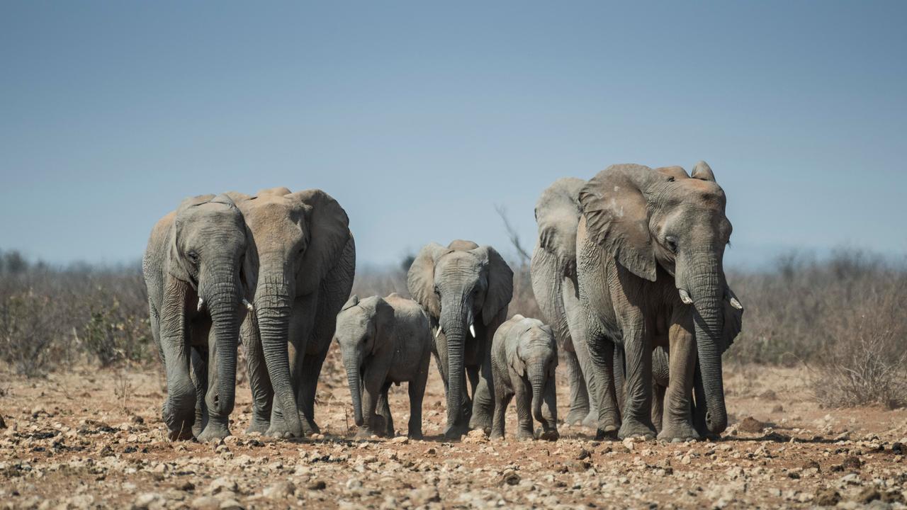 Eine Gruppe afrikanischer Elefanten mit Jungtieren im Etosha National Park in Namibia. 