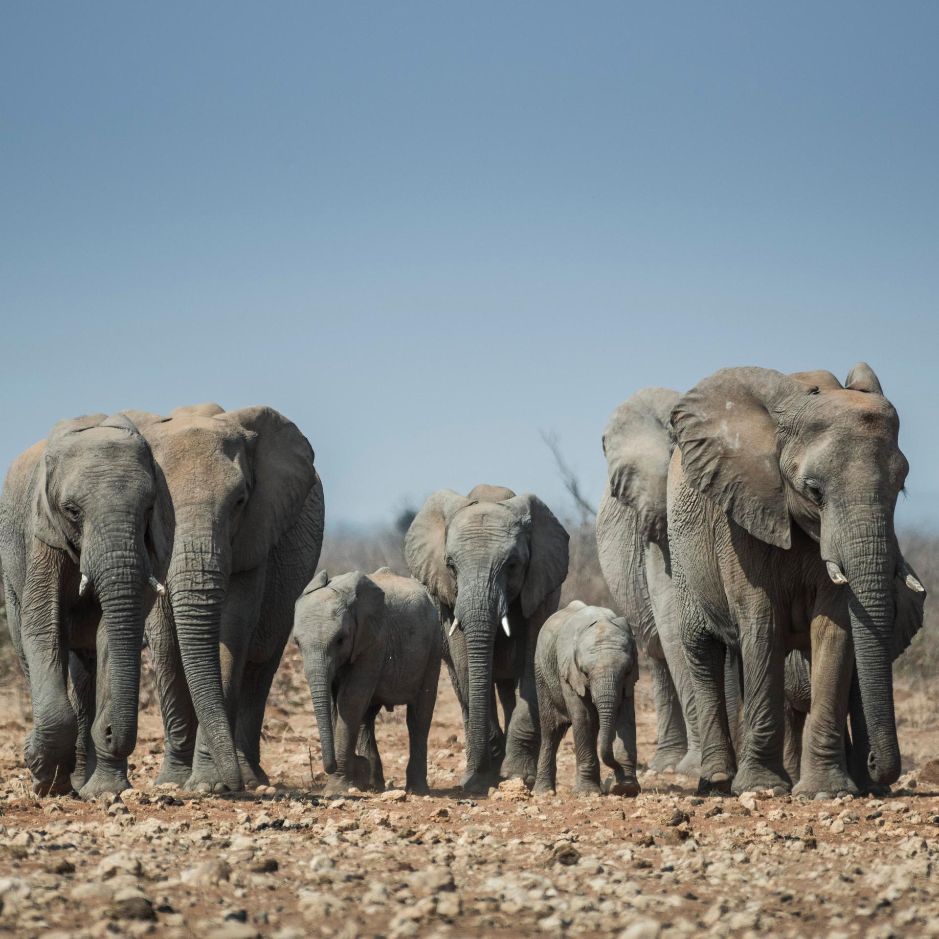 Weltartenschutzkonferenz in Samarkand - Schutz von Giraffe, Nashorn und Elefanten soll bestehen bleiben - Antrag Namibias abgelehnt