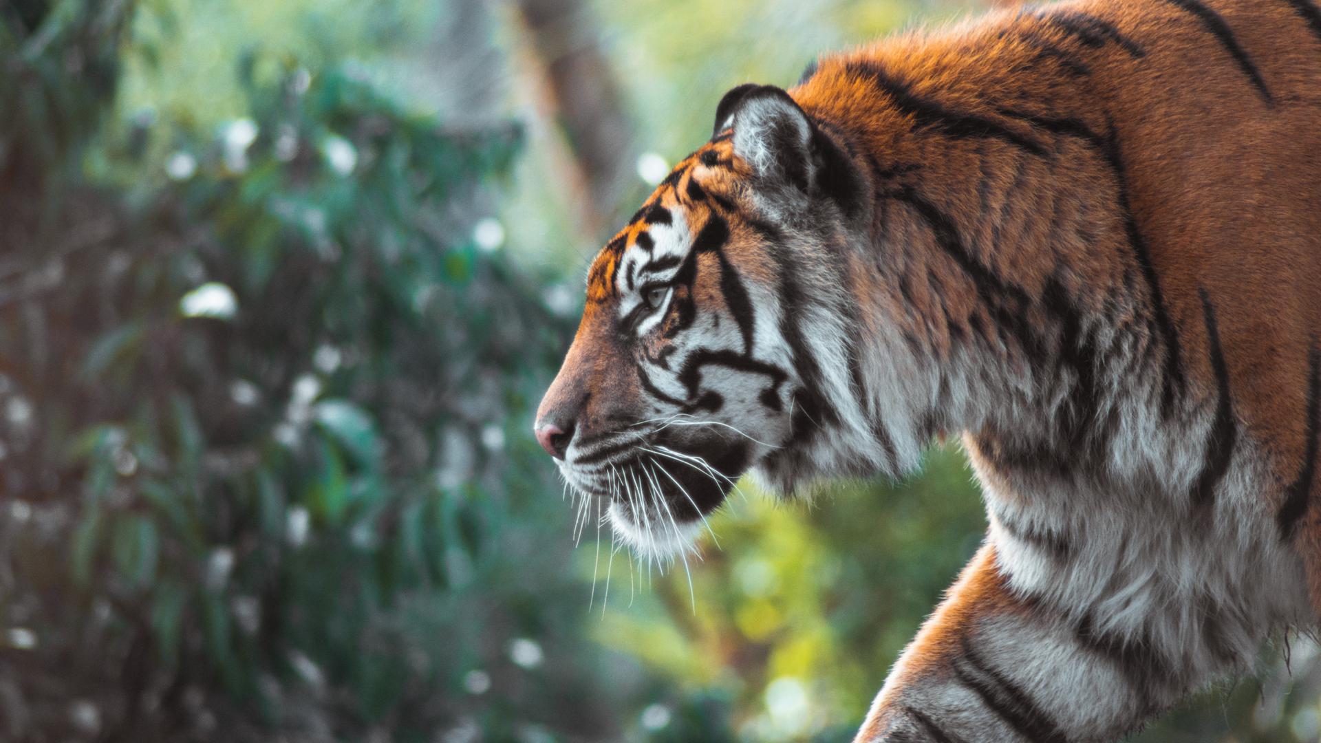 Ein Tiger pirscht sich von rechts ins Bild, er ist im Profil zu sehen.