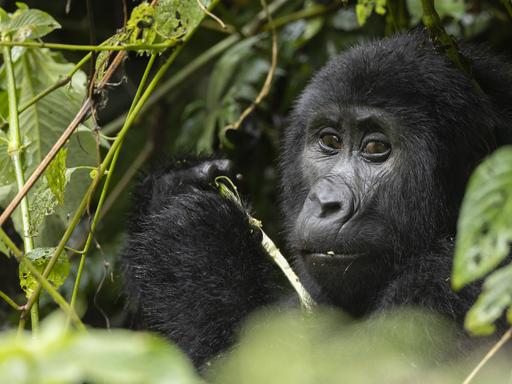 Ein Gorilla blickt in die Kamera. Er sitzt umgeben von Blättern in einem Wald