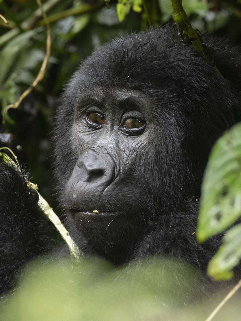 Ein Gorilla blickt in die Kamera. Er sitzt umgeben von Blättern in einem Wald