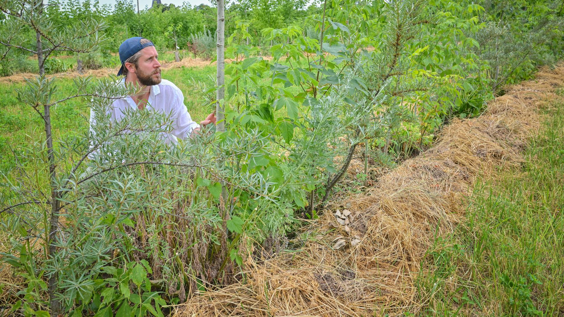 Der Agrarökonom Benedikt Bösel hockt neben einer neu angepflanzten Fläche aus Bäumen und Büschen. Der Agrarökonom Benedikt Bösel hockt neben einer neu angepflanzten Fläche aus Bäumen und Büschen.